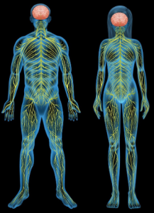 Human nervous system